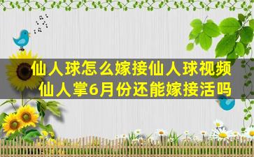 仙人球怎么嫁接仙人球视频 仙人掌6月份还能嫁接活吗